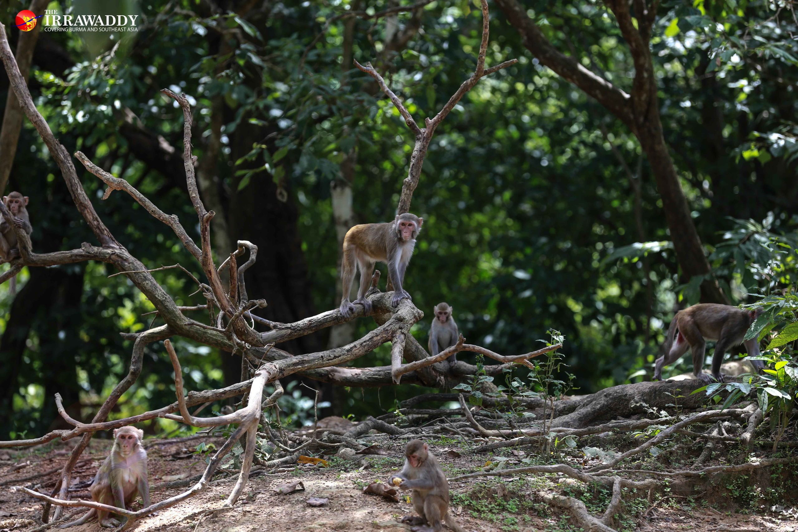 Hlawga National Park: a Rangoon Weekend Escape, with Monkeys