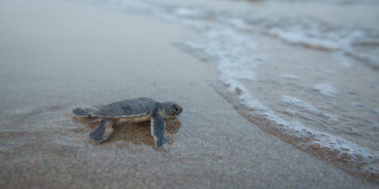 Thame Hla Island: a Vanishing Haven for Sea Turtles