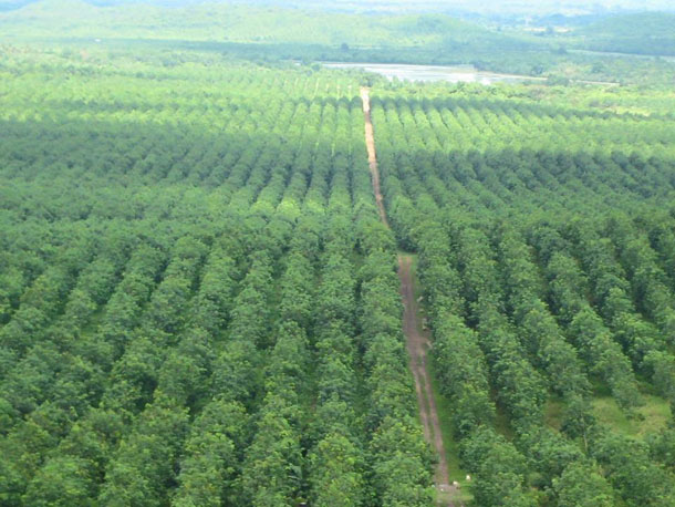 An aerial view of the Shwe Yaung Pya rubber plantation in February of this year. (Photo supplied by Max Myanmar).