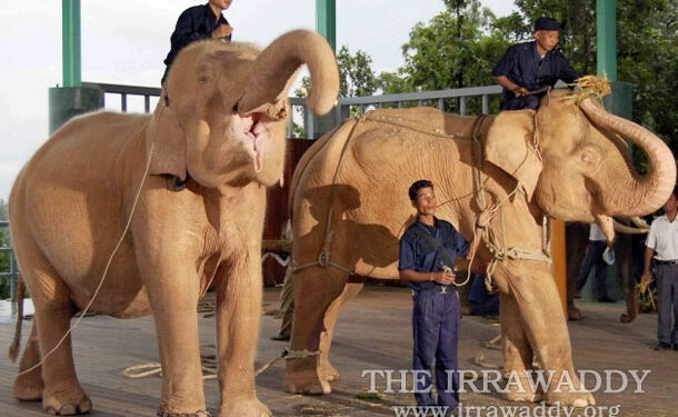 Rare white elephant captured in Myanmar - National