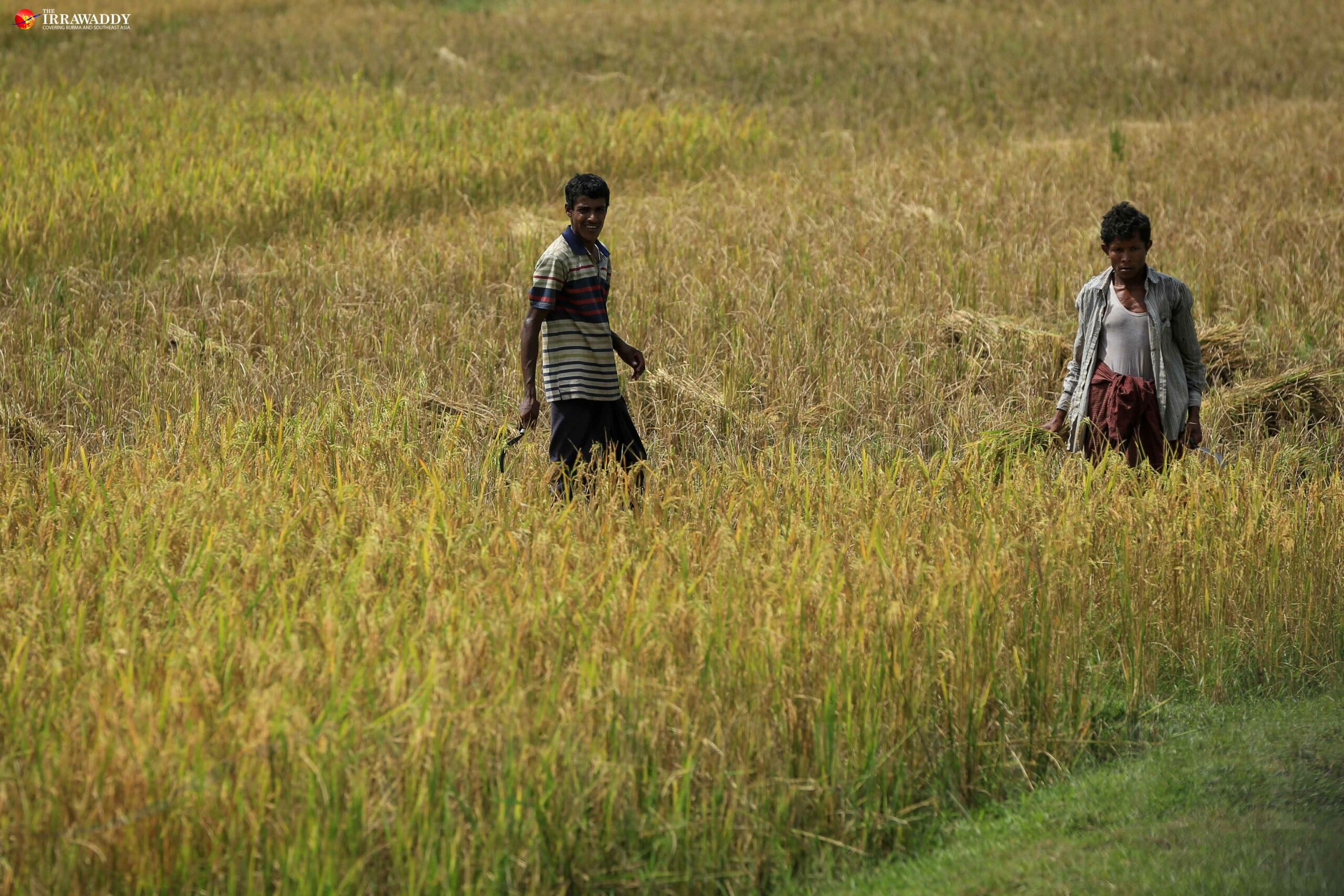 Rohingya men work in paddy fields near Kyikanpyin village in Maungdaw Township. (Photo: Hein Htet / The Irrawaddy) 