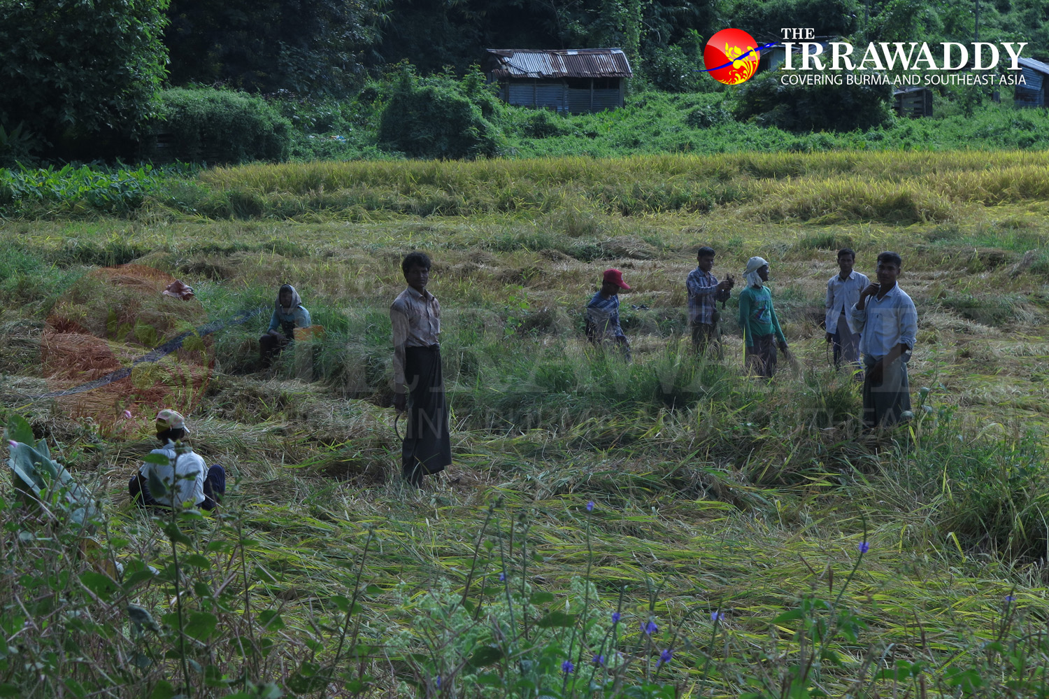 Muslim villagers work as day laborers harvesting rice near the destroyed village of Wa Piek in Maungdaw Township. (Photo: Moe Myint / The Irrawaddy) 