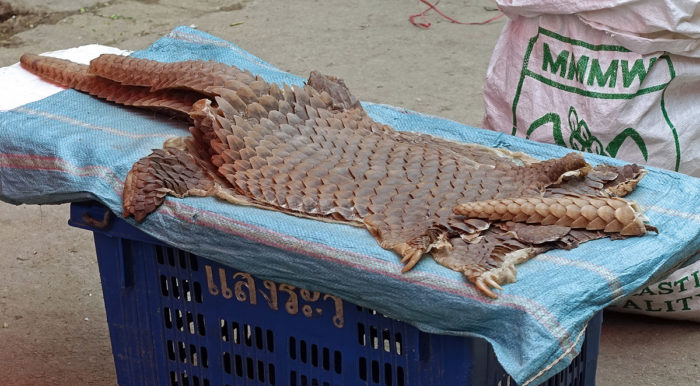 The skins of Chinese pangolins, a critically endangered species on the IUCN Red List, for sale in the Mongla market. (Photos: Naomi Hellmann)