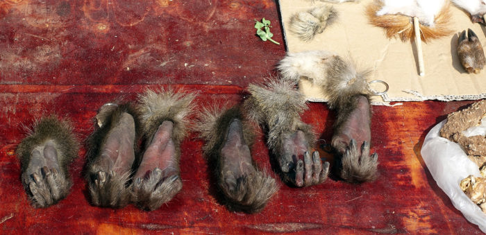 Wildlife parts are sold as trophy pieces, for decoration, or as amulets and lucky keychains, including severed monkey hands with paw pads that are still soft. (Photos: Naomi Hellmann)