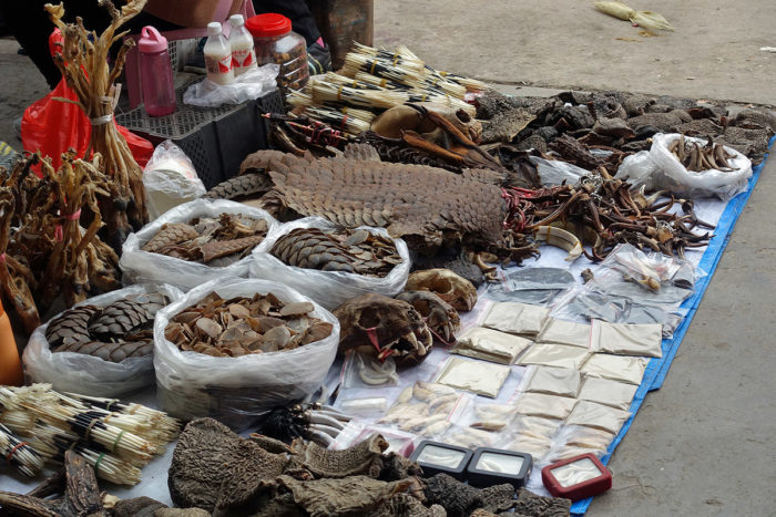 Dried parts from a variety of animals, including critically endangered species such as pangolin, are carefully arranged by a Mongla vendor. (Photos: Naomi Hellmann)