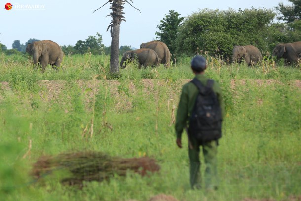 A group of six wild elephants seen in central Burma’s Natmauk Township, August, 2015. (Photo: Hein Htet / The Irrawaddy)
