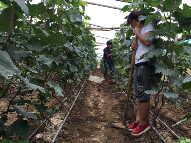 Photos from Shwe Pyin Oo Lwin vineyard in Pyin Oo Lwin Township, Mandalay Division. (Photos: Kyaw Hsu Mon / The Irrawaddy) 