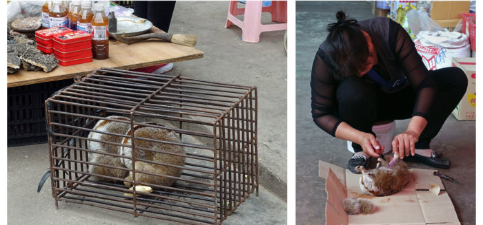 Slow loris, a vulnerable species on the IUCN Red List, are sold alive and slaughtered for parts in the Mongla market. (Photos: Naomi Hellmann)