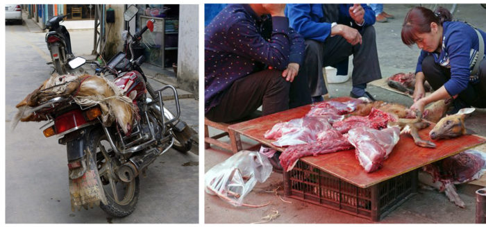 A barking deer, or muntjac, hunted in the Wa State is strapped to the back of a motorcycle in Pangkham, the capital. Once in Mongla, barking deer is cut up, its skin and other parts offered for sale. (Photos: Naomi Hellmann)