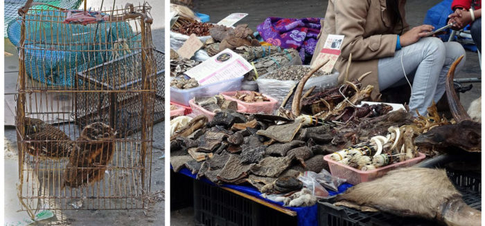 At the Mongla market: two live owls cower in a cage, while blocks of elephant hide and other parts are offered. (Photos: Naomi Hellmann)