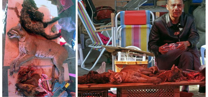 A Mongla market vendor with his makeshift table displaying an Asiatic golden cat, common palm civet, ferret badger, and the remains of a red muntjac, or barking deer. (Photos: Naomi Hellmann)