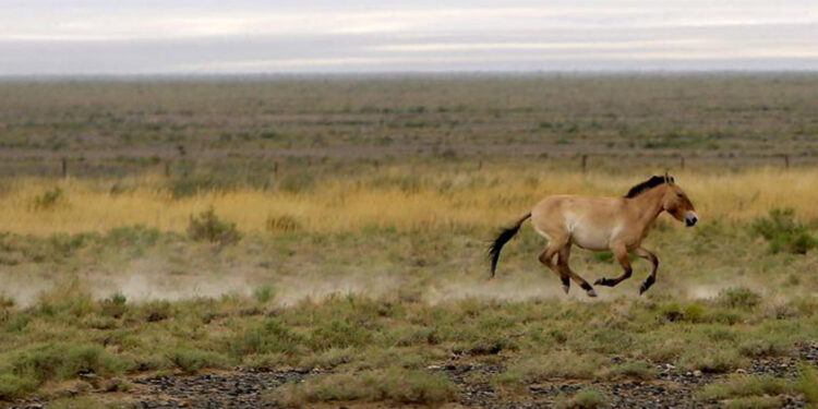 A Third Of Protected Wildlife Areas Marred By Roads And Towns: Study