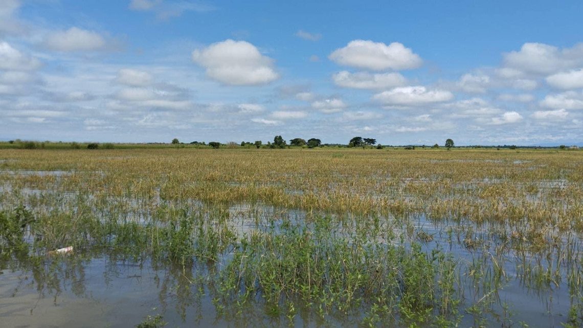 Bitter Monsoon Harvest Awaits Farmers in War-Torn Areas of Myanmar